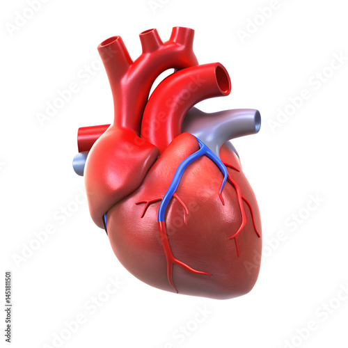 Anatomical Illustration of the Human Heart