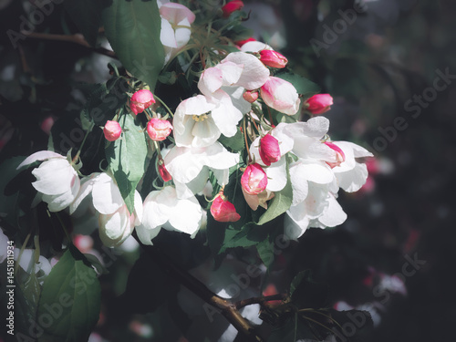 Lush blossoming apple tree with white and pink flowers