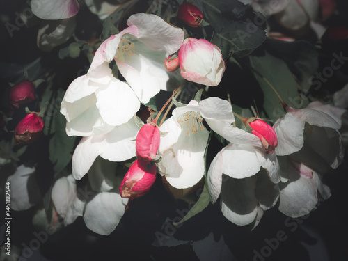 Delicate branch of a blossoming apple tree with white and pink flowers. 