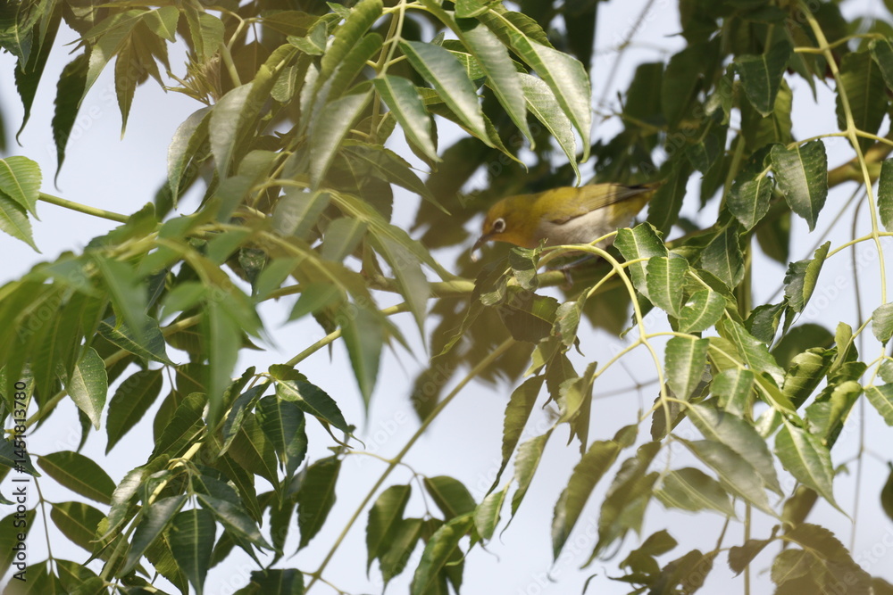 Obraz premium Green bird on tree