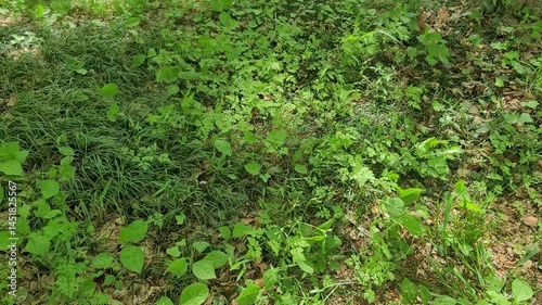 日本の春・新緑／Spring in Japan - Fresh greenery／일본의 봄·신록