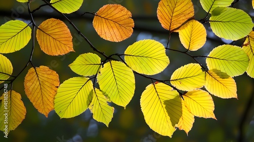 Autumn Leaves Branch Sunlight Yellow Green Nature