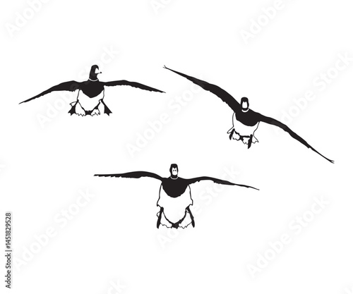 Flying Wigeon Group Silhouette, Vector Illustration Art