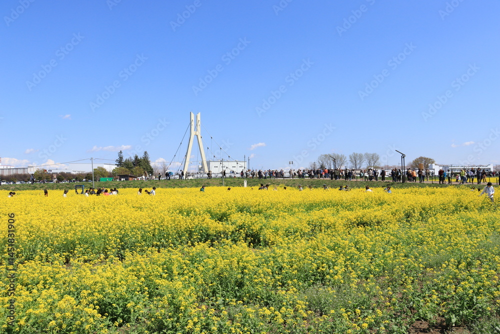 Fototapeta premium 権現堂公園 菜の花畑