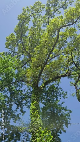 日本の春・新緑／Spring in Japan - Fresh greenery／일본의 봄·신록