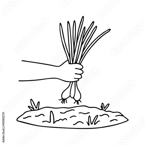 A hand holding a bunch of scallions freshly harvested from moist garden soil