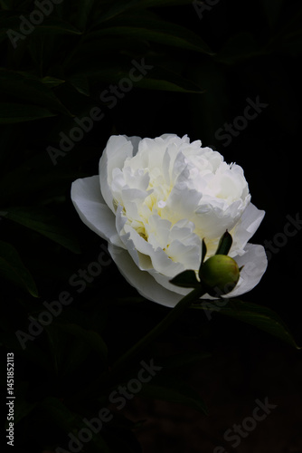 Peonies France 2025