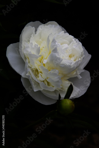 Peonies France 2025