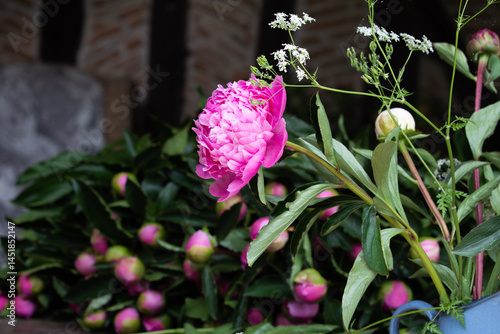 Peonies France 2025