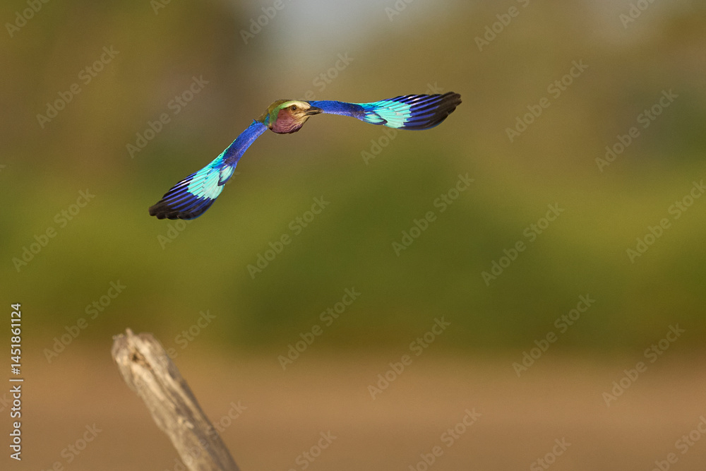 Lilac breasted Roller (Coracias caudatus) in flight in South Luangwa National Park, Zambia Lilac breasted Roller (Coracias caudatus) in flight in South Luangwa National Park, Zambia