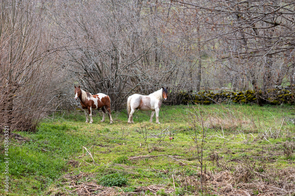 Obraz premium horses in the field