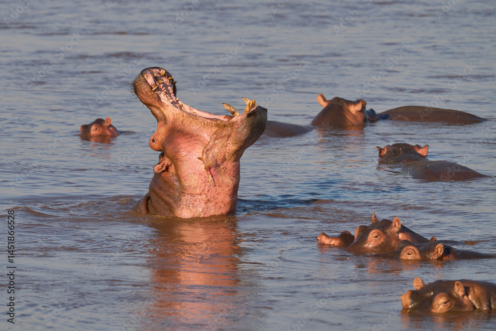 Fototapeta premium Male Hippopotamus (Hippopotamus amphibius) with mouth wide open to demonstrate his dominance on the Luangwa River in South Luangwa National Park, Zambia 
