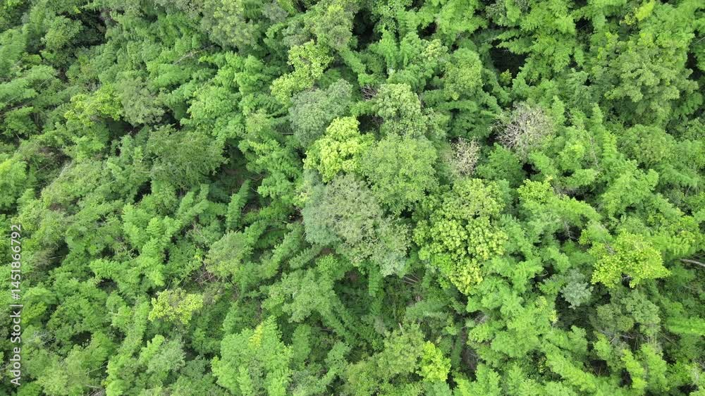 Aerial View of Lush Mixed Forest Canopy in Tropical Nature Aerial View of Lush Mixed Forest Canopy in Tropical Nature