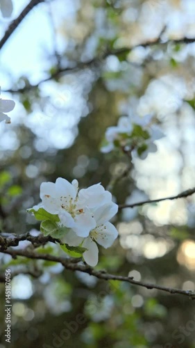 Delicate White Blossoms in a Beautiful Spring Landscape Captured Through Photography