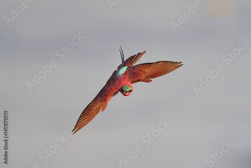 Southern Carmine Bee-eater (Merops nubicoides) in flight hunting insects over the Luangwa River in South Luangwa National Park, Zambia