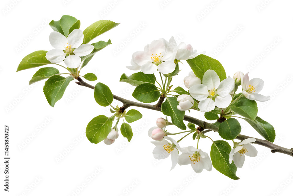 Fototapeta premium Blooming apple blossom branch isolated on transparent background