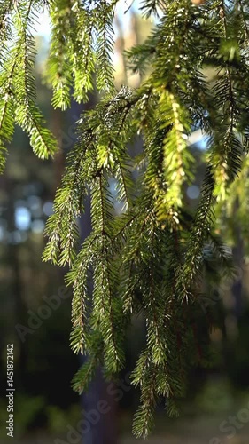 Lush and Vibrant Evergreen Foliage Illuminated in Soft Natural Light for a Stunning View