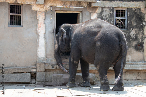 Photography Indian elephant in front of a temple in Hampi, India, old ruin of Vijayanagara E