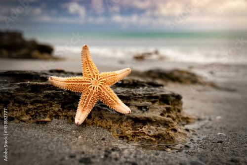 Starfish On Coastal Rock Formation With Ocean Backdrop Under Cloudy Sky