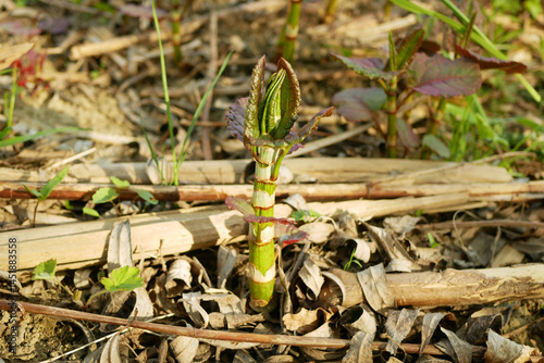Knotweed invasive dangerous plants Reynoutria Fallopia japonica Sakhalin Japanese stem, and expansive species leaf, leaves and fruits, comes Asia Japan sachalinensis intruder neophyte, gatecrasher photo