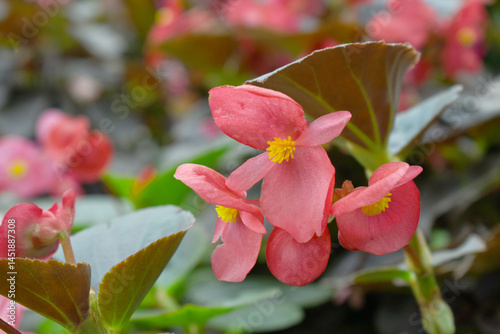 Beautiful Pink Begonia (Begonia Semperflorens) flowers in the park, Closeup view of angel wing cane begonia inflorescence with fresh red flowers closeup in nature, the close up view of Pink wax begoni photo