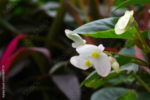 Beautiful white Begonia (Begonia Semperflorens) flowers in the park, Closeup view of angel wing cane begonia inflorescence with fresh white flowers closeup in nature, the close up view of white wax photo