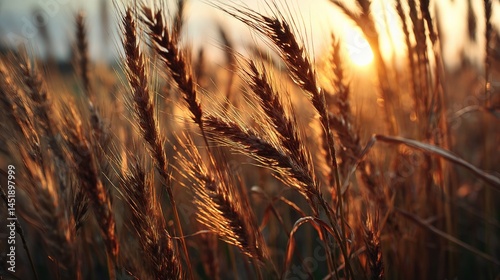 Obraz na płótnie Golden Wheat Field Glowing Under Shimmering Sunlight at Dusk w salonie