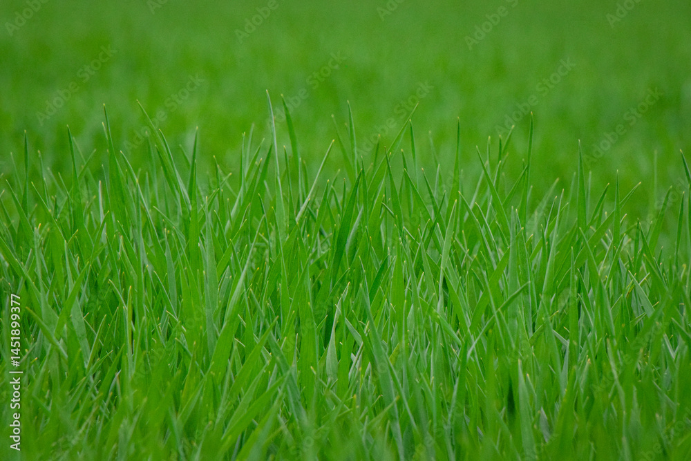 Green grass texture background Green grass texture background
