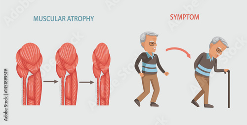 Muscle mass declines in older adults