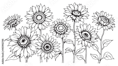 Sunflower flowers line art botanical drawing black white floral sketch