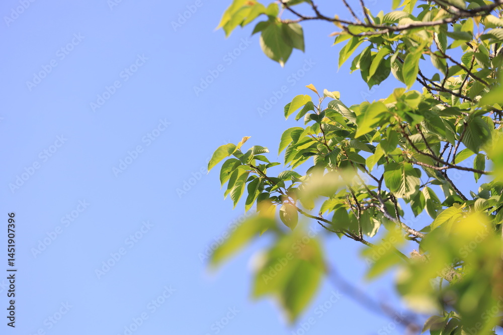 青空と桜の新緑 青空と桜の新緑
