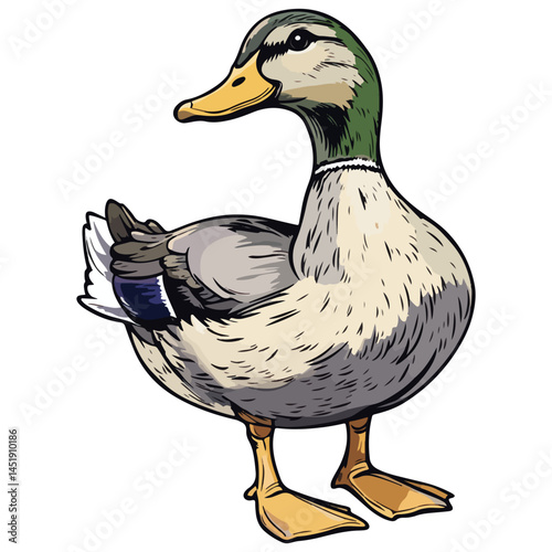 duck, animal, vector, transparent background, nature, wildlife, farm, feathers, cute, poultry, wing, animals, funny, beak, icon