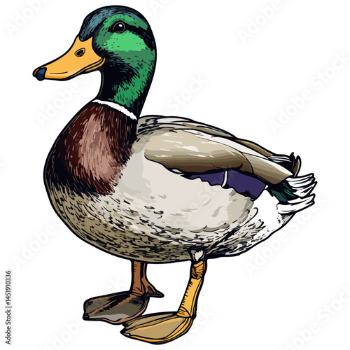 duck, animal, vector, transparent background, nature, wildlife, farm, feathers, cute, poultry, wing, animals, funny, beak, icon