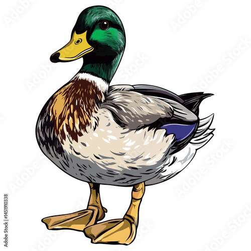 duck, animal, vector, transparent background, nature, wildlife, farm, feathers, cute, poultry, wing, animals, funny, beak, icon