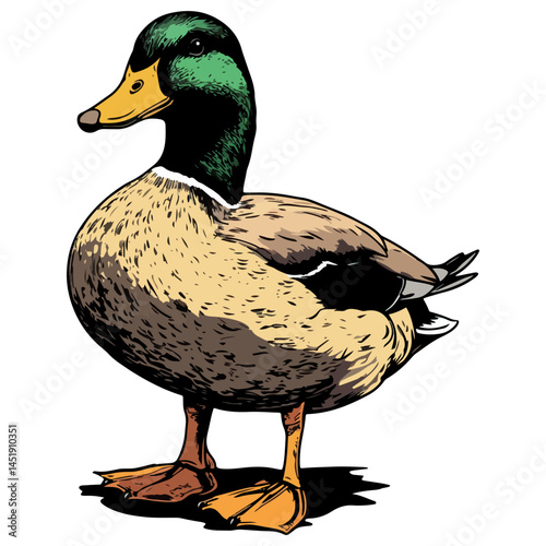 duck, animal, vector, transparent background, nature, wildlife, farm, feathers, cute, poultry, wing, animals, funny, beak, icon