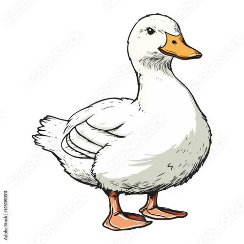 duck, animal, vector, transparent background, nature, wildlife, farm, feathers, cute, poultry, wing, animals, funny, beak, icon