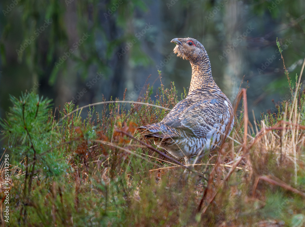Female Capercaillie in Latvian Forest Before Mating Season Female Capercaillie in Latvian Forest Before Mating Season
