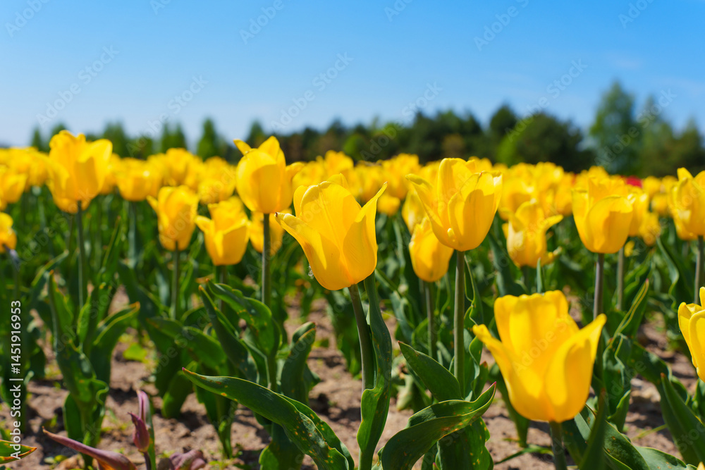 Vibrant Yellow Tulip Field Under Bright Blue Sky in Spring Vibrant Yellow Tulip Field Under Bright Blue Sky in Spring