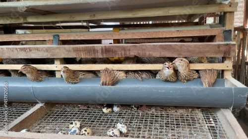 traditional quail farm with wooden cages. for quail egg production
