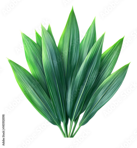 lush green tropical leaves on white background