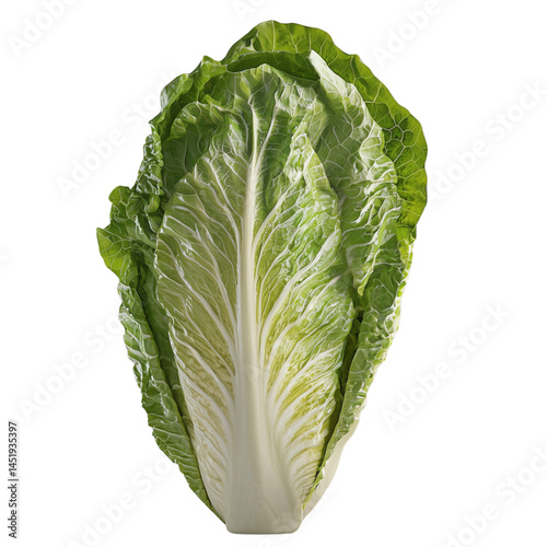 Fresh romaine lettuce cabbage showcasing intricate leaf patterns isolated on white background and transparent background