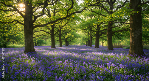 Wallpaper Mural Bluebells And Trees In Woodland Landscape Sunlight During Spring Season Torontodigital.ca
