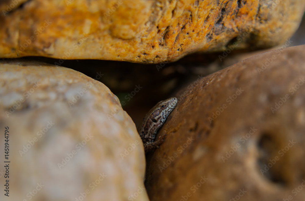 A close-up of a common wall lizard (Podarcis muralis) nestled between rocks, showing its natural camouflage and habitat. Ideal for nature, wildlife, and biodiversity themes. A close-up of a common wall lizard (Podarcis muralis) nestled between rocks, showing its natural camouflage and habitat. Ideal for nature, wildlife, and biodiversity themes.