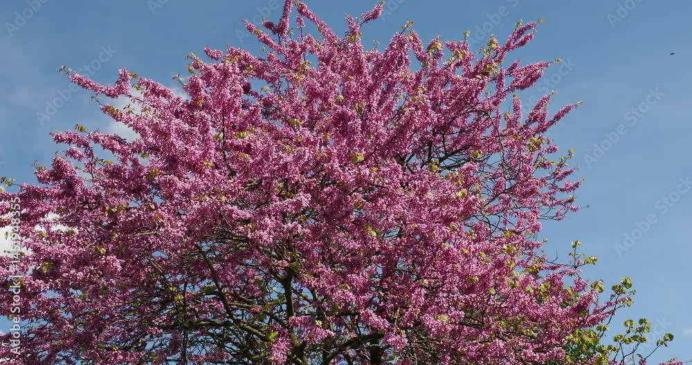 (Cercis siliquastrum) Judas tree or mediterranean redbud with a round crown adorned of a profusion purplish pink flowers pea-shaped in grouped bundles offering a vibrant display