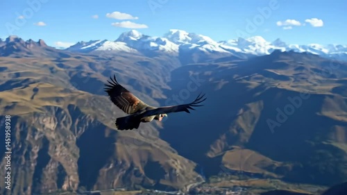 Andean Condor Soaring Above Colca Canyon, Snow-capped Andes