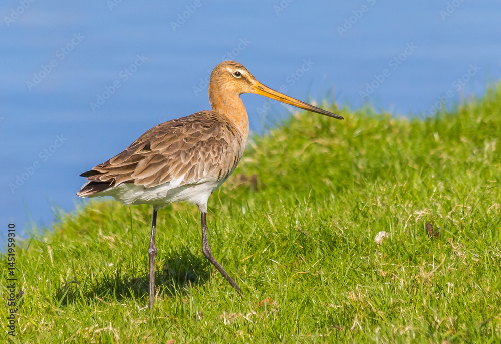 Naklejka premium Godwit walking in the grass at the coast of Ameland, Netherlands
