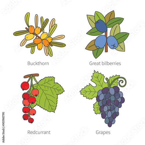 Set of vector doodle pied berries isolated on white