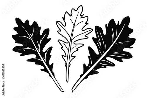 Arugula Vector Illustration Isolated on White Background

