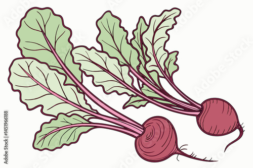 Beet Greens Vegetable Vector Illustration on White Background

