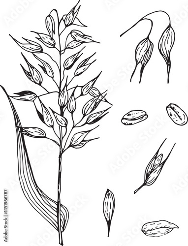 Oat plant botanical illustration with seeds – black and white sketch